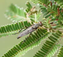 Image of Taenogerella elizabethae Winterton, Irwin & Yeates 1999