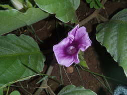 Image of Ipomoea ommanneyi Rendle