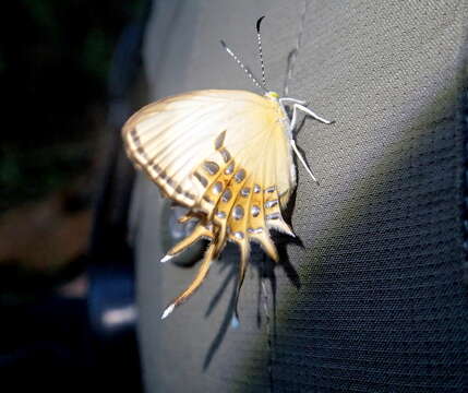 Image of Helicopis cupido Linnaeus 1758