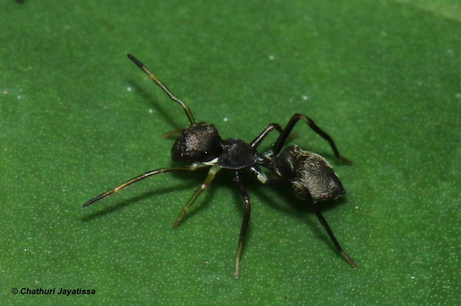 Image of Myrmarachne spissa (Peckham & Peckham 1892)