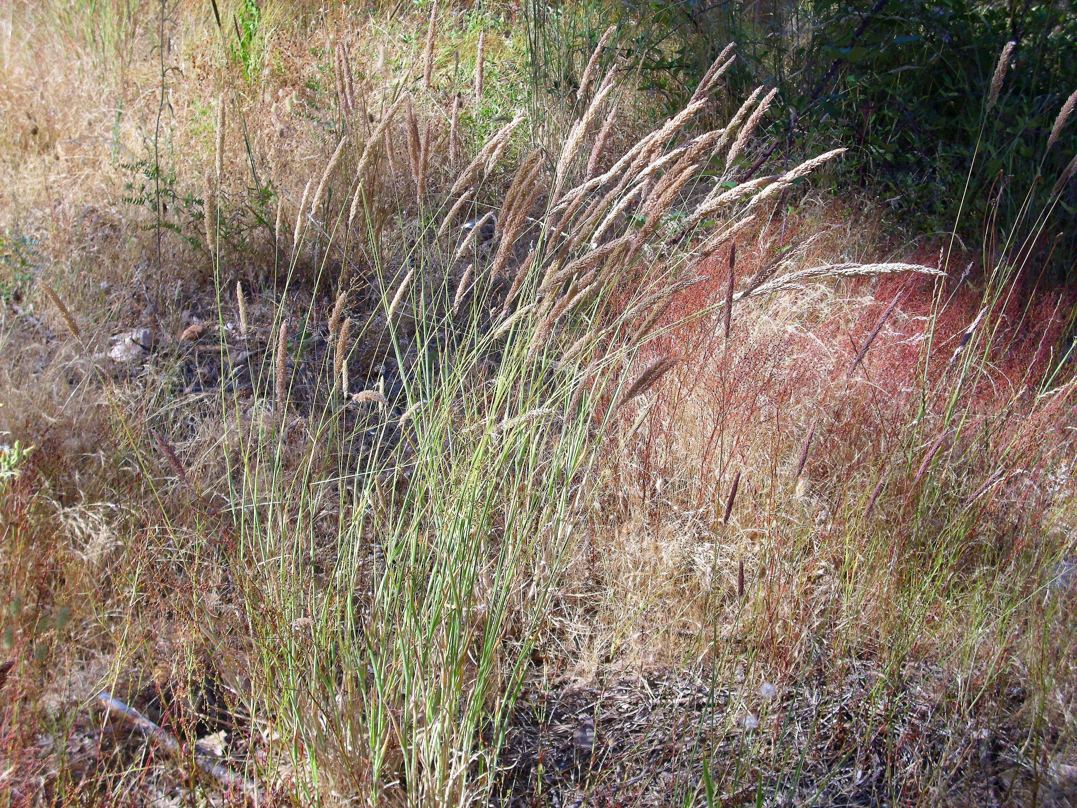 Image of Boehmer's cat's-tail