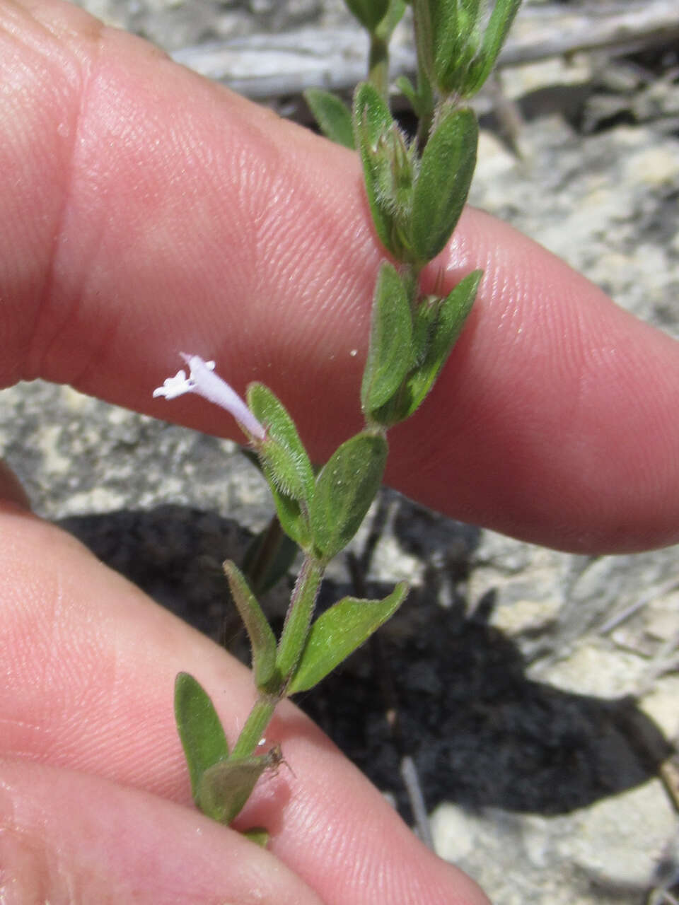 Hedeoma reverchonii (A. Gray) A. Gray resmi