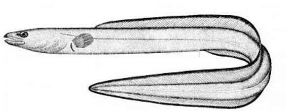 Image of Conger eel