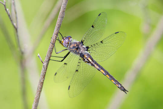 Image of Dot-winged Baskettail