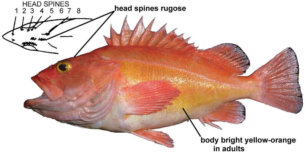 Image of Yelloweye rockfish