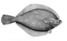 Limanda ferruginea (Storer 1839) resmi