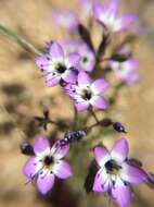 Image of Nevada gilia