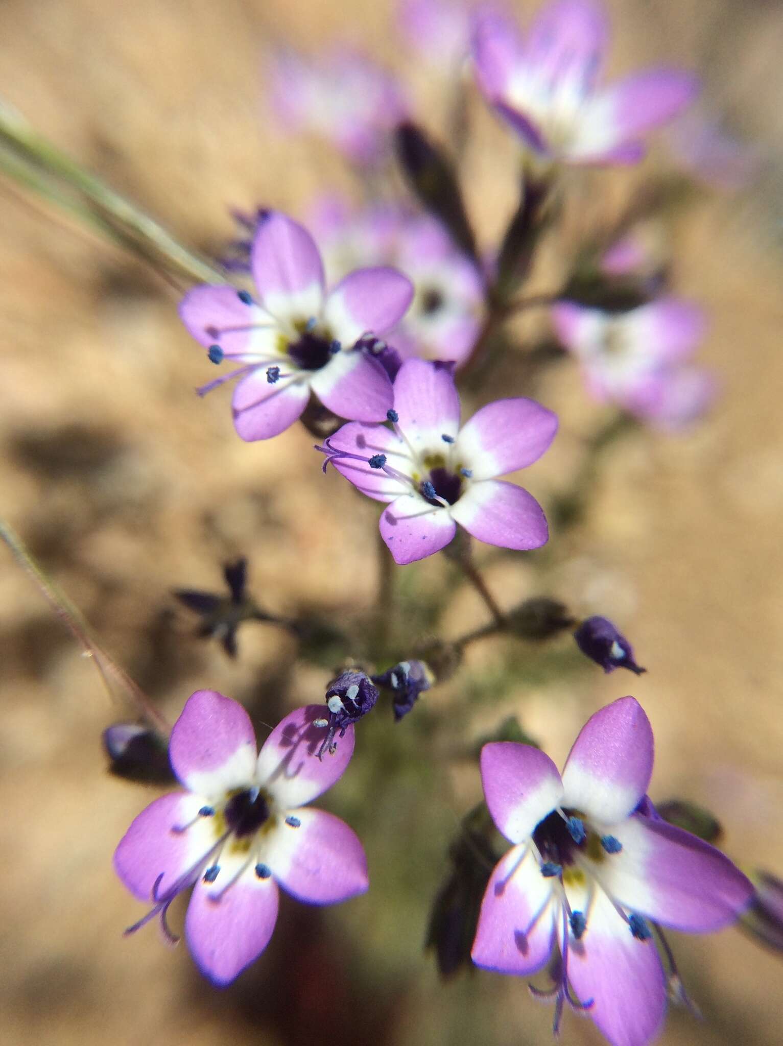 Image of Nevada gilia