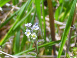 Image of Early Forget-me-not