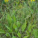 Image of <i>Rudbeckia <i>grandiflora</i></i> var. grandiflora