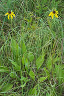 Image of <i>Rudbeckia <i>grandiflora</i></i> var. grandiflora