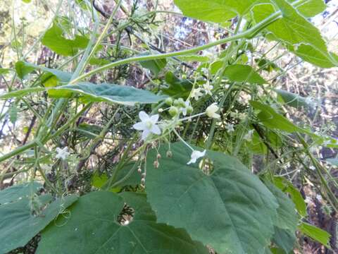 Image of Wild Balsam-Apple