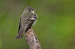 Image of Acadian Flycatcher