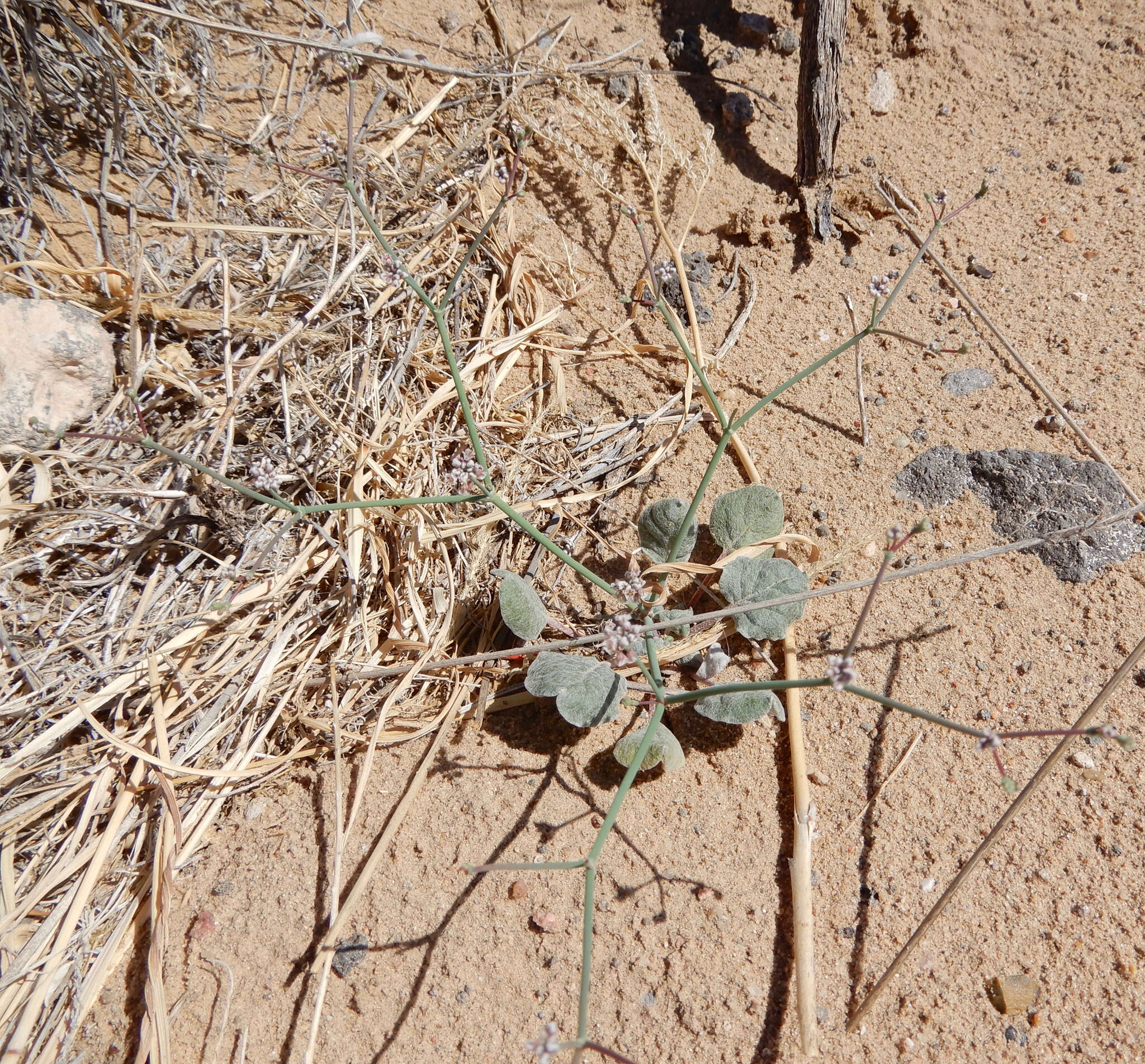 Imagem de Eriogonum rotundifolium Benth.