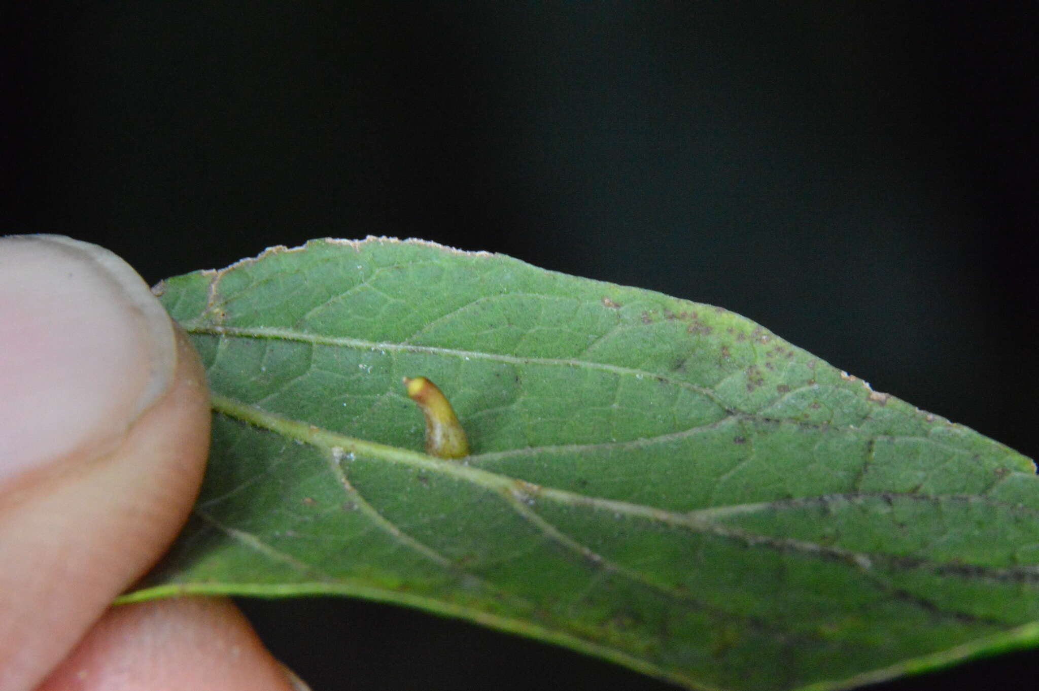 Image of <i>Celticecis aciculata</i>