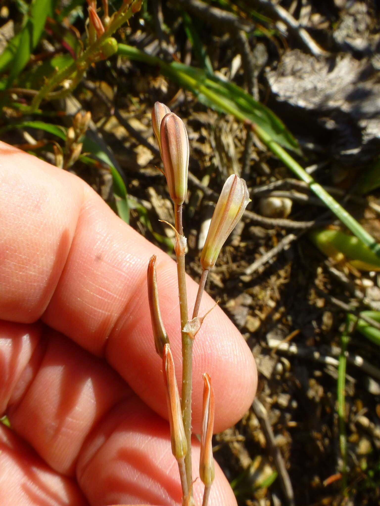 Слика од Trachyandra flexifolia (L. fil.) Kunth