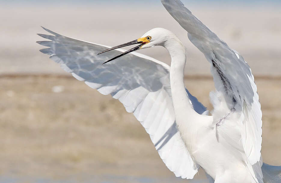 Image of Snowy Egret