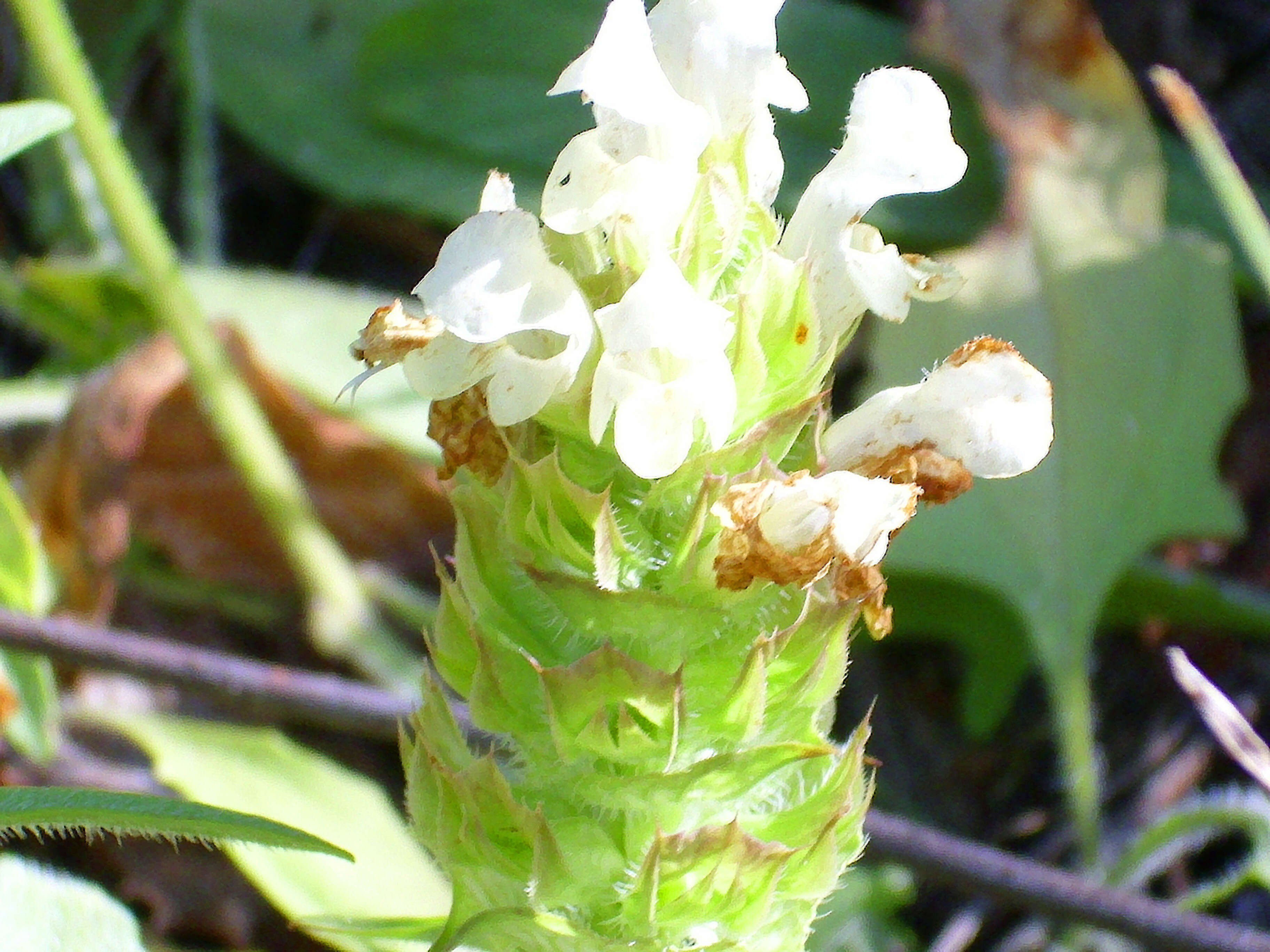 Image of cutleaf selfheal