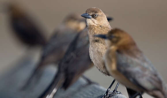 Image of Boat-tailed Grackle