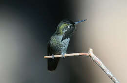 Image of Calypte Gould 1856