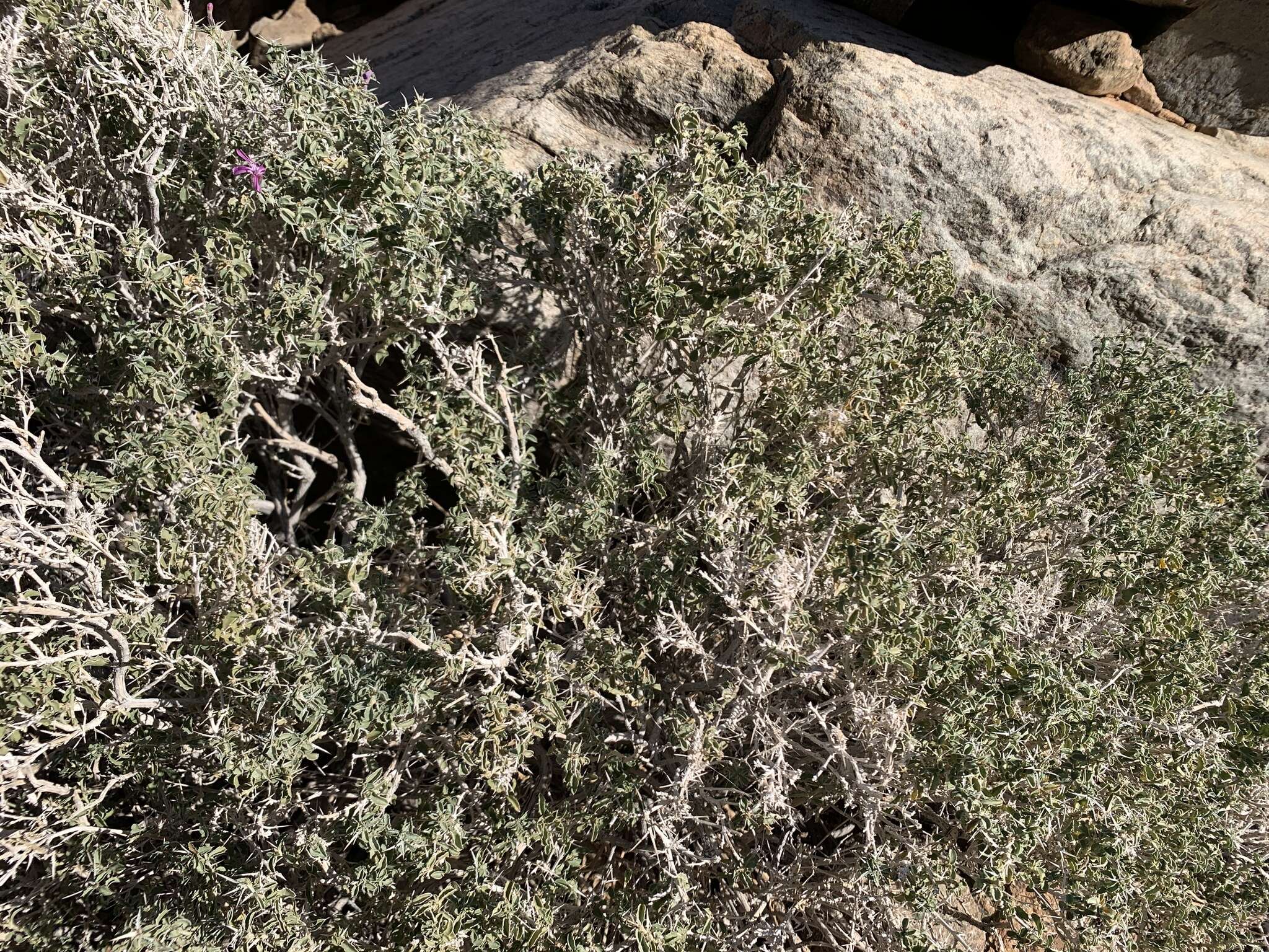 Imagem de Barleria craveniae I. Darbysh.