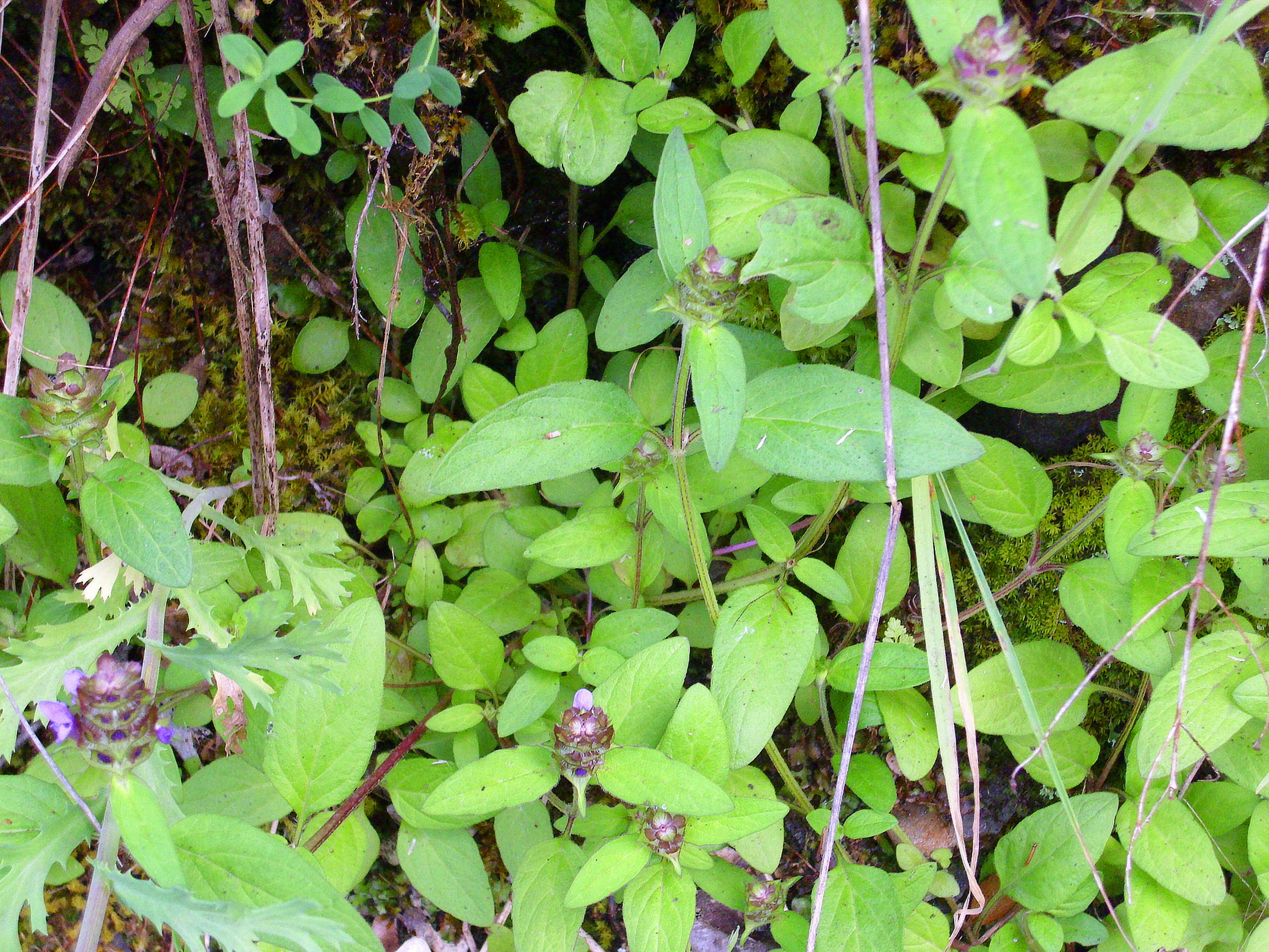 Image of common selfheal