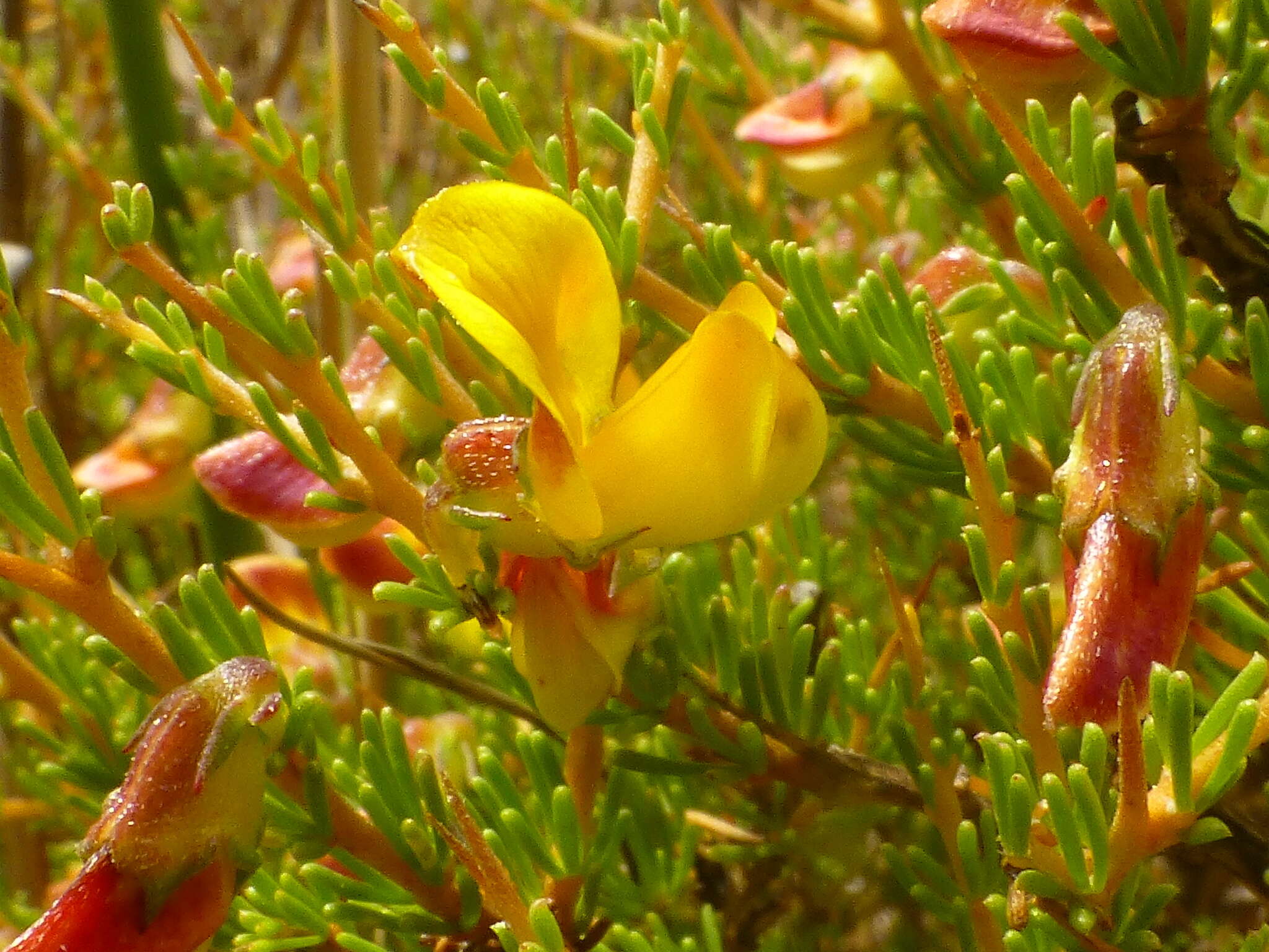 Image of Aspalathus arida subsp. procumbens (E. Mey.) R. Dahlgren