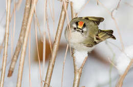 Image of Golden-crowned Kinglet