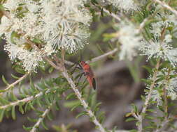 Leptocoris mitellatus Bergroth 1916 resmi