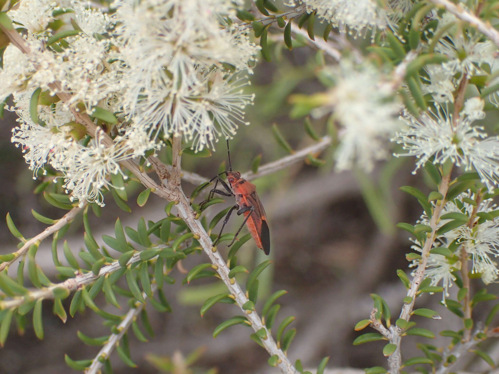 Leptocoris mitellatus Bergroth 1916 resmi