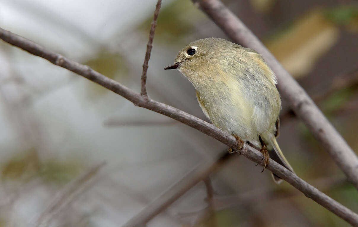 Image of goldcrests and kinglets