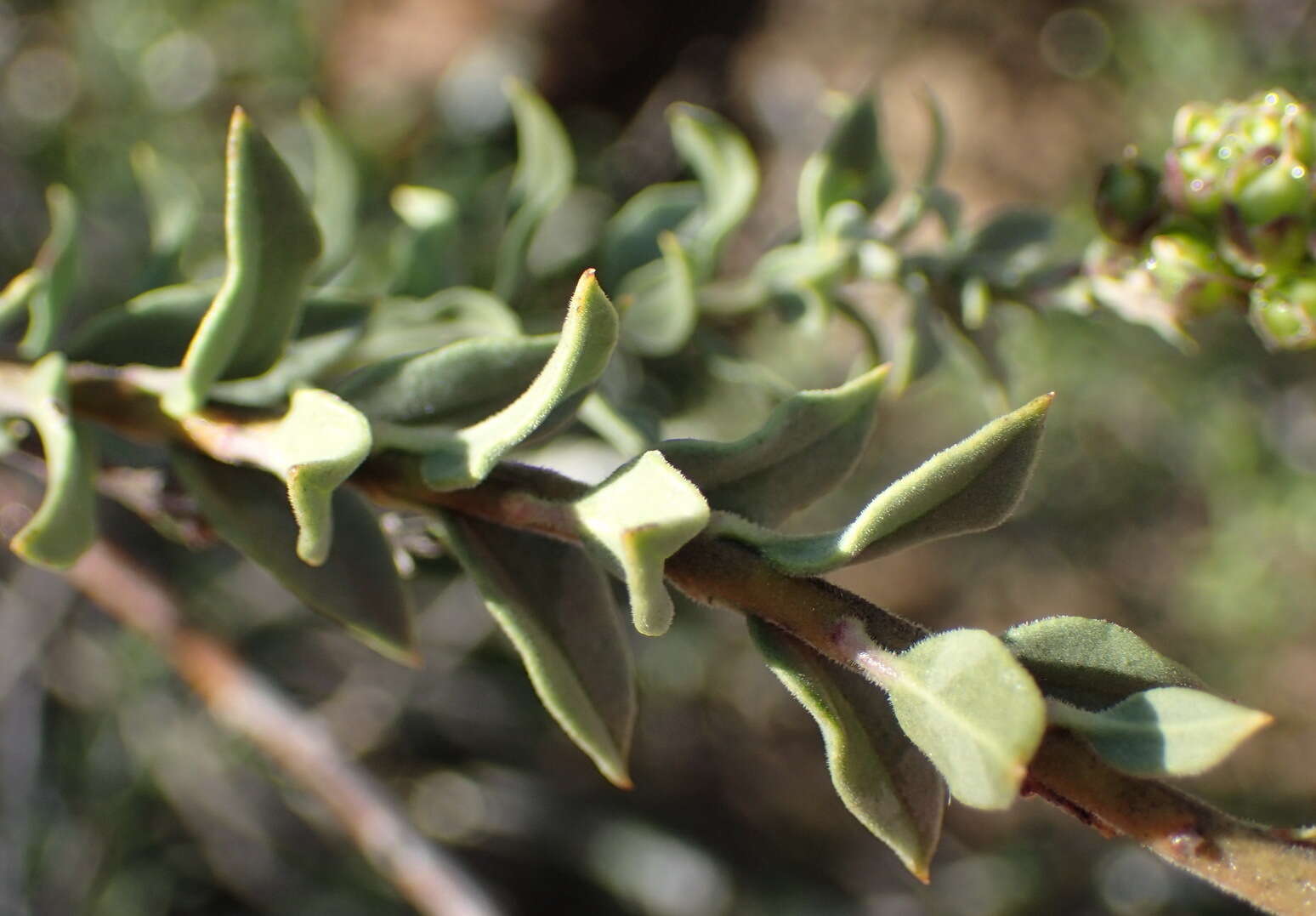 Image of Freylinia vlokii E. J. Van Jaarsveld