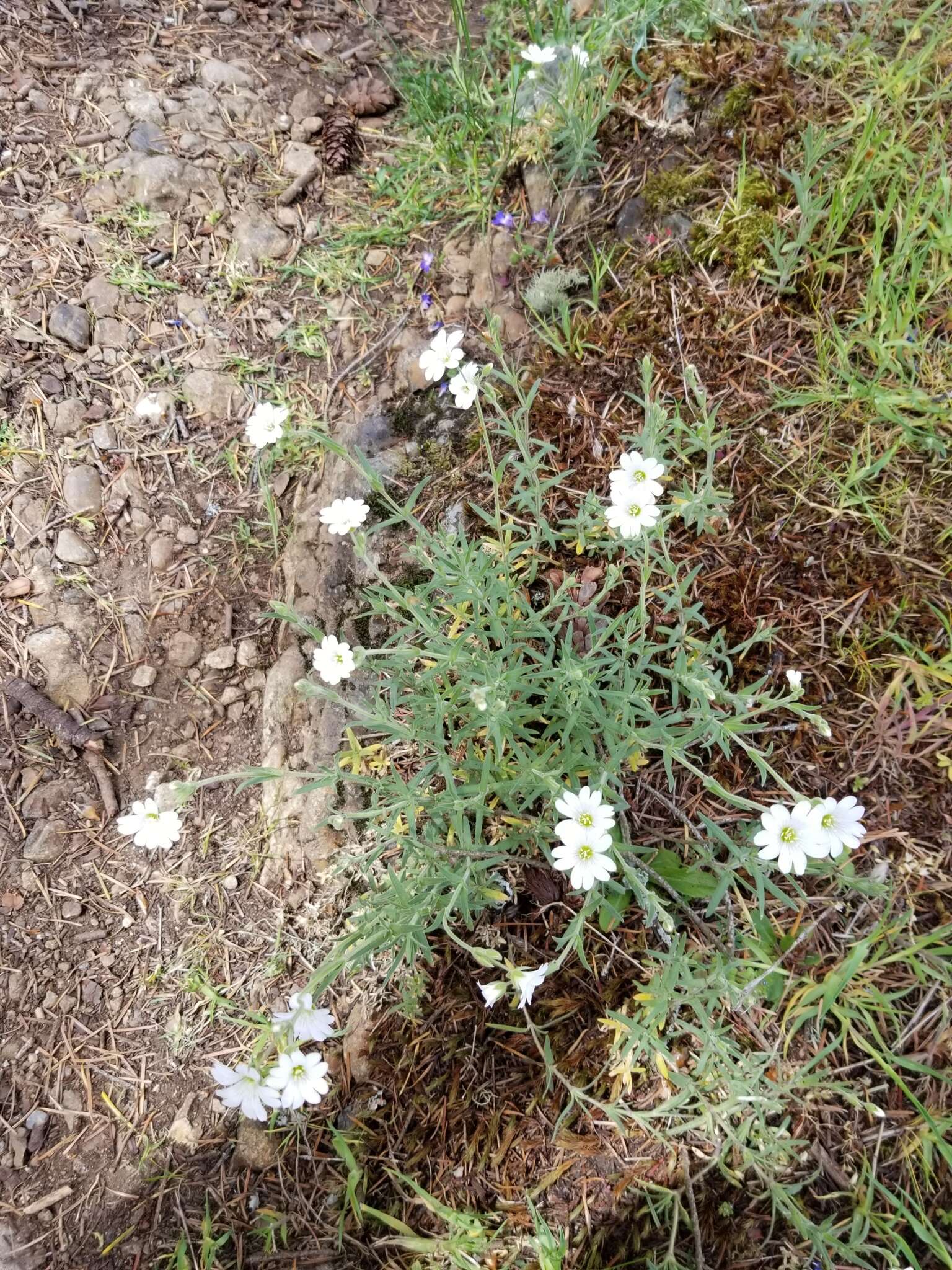 Imagem de Cerastium arvense subsp. strictum (L.) Gaudin