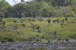 صورة Treron calvus (Temminck 1811)