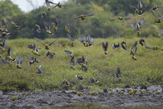 Image of African Green Pigeon