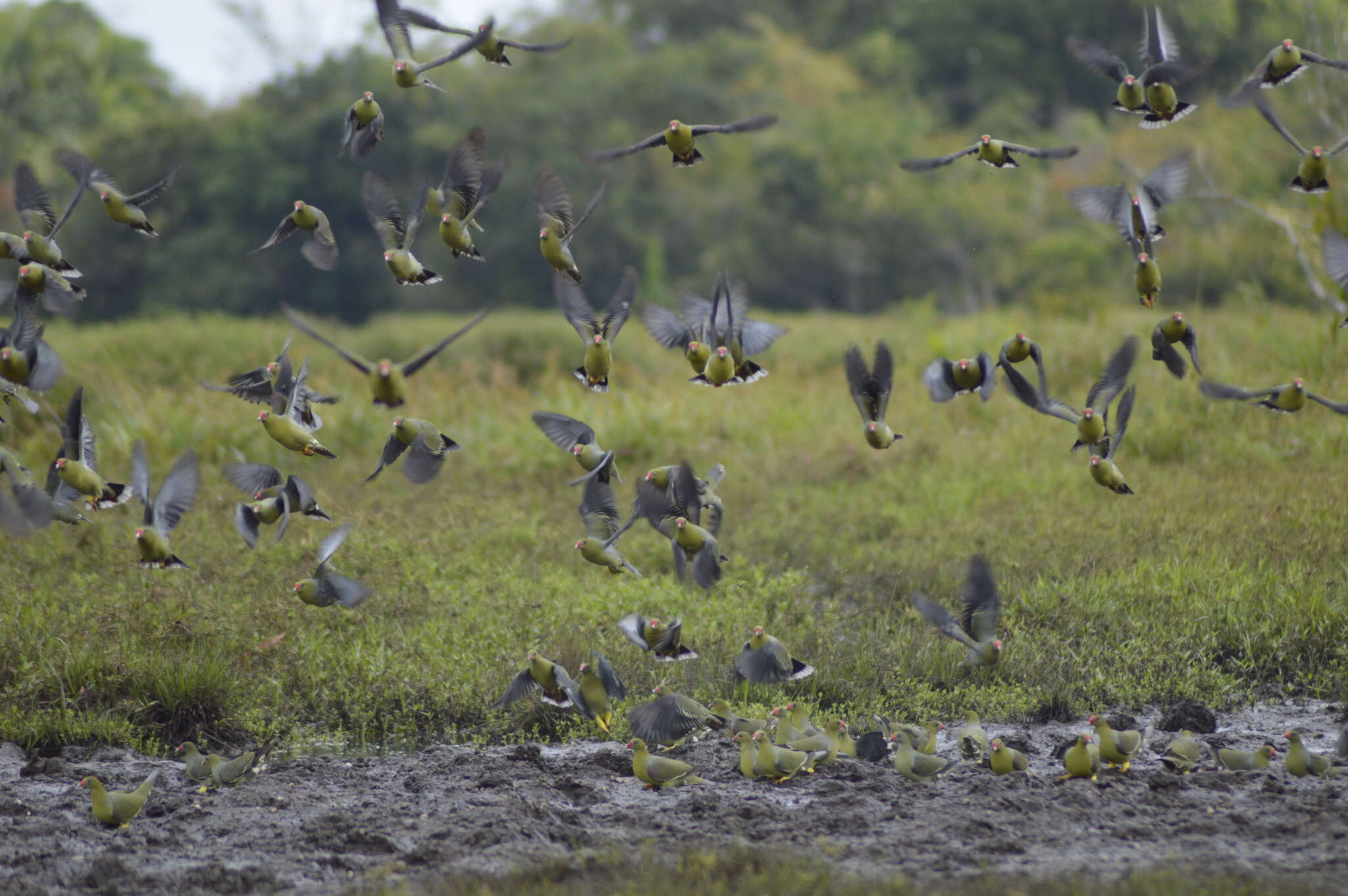 صورة Treron calvus (Temminck 1811)