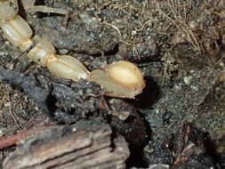 Image of California Common Scorpion