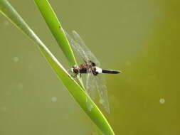 Pseudothemis zonata (Burmeister 1839) resmi