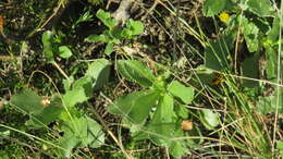 Слика од Grindelia buphthalmoides DC.