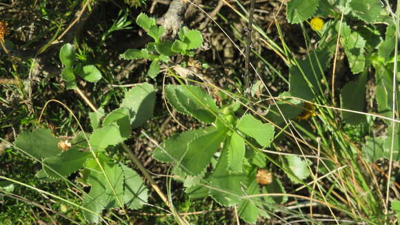 Image de Grindelia buphthalmoides DC.