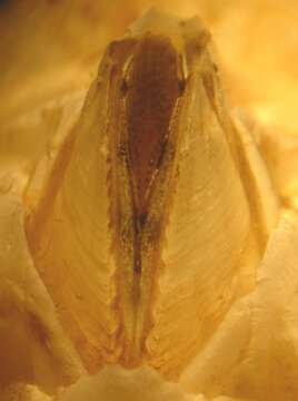 Image of bay barnacle