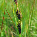 صورة Carex gmelinii Hook. & Arn.