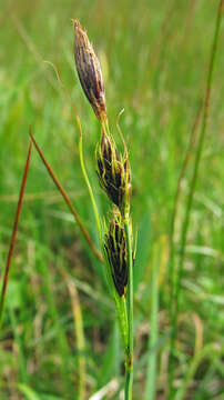 Image of Gmelin's Sedge