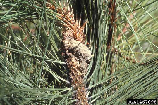 Image of Ponderosa Pine Coneworm Moth