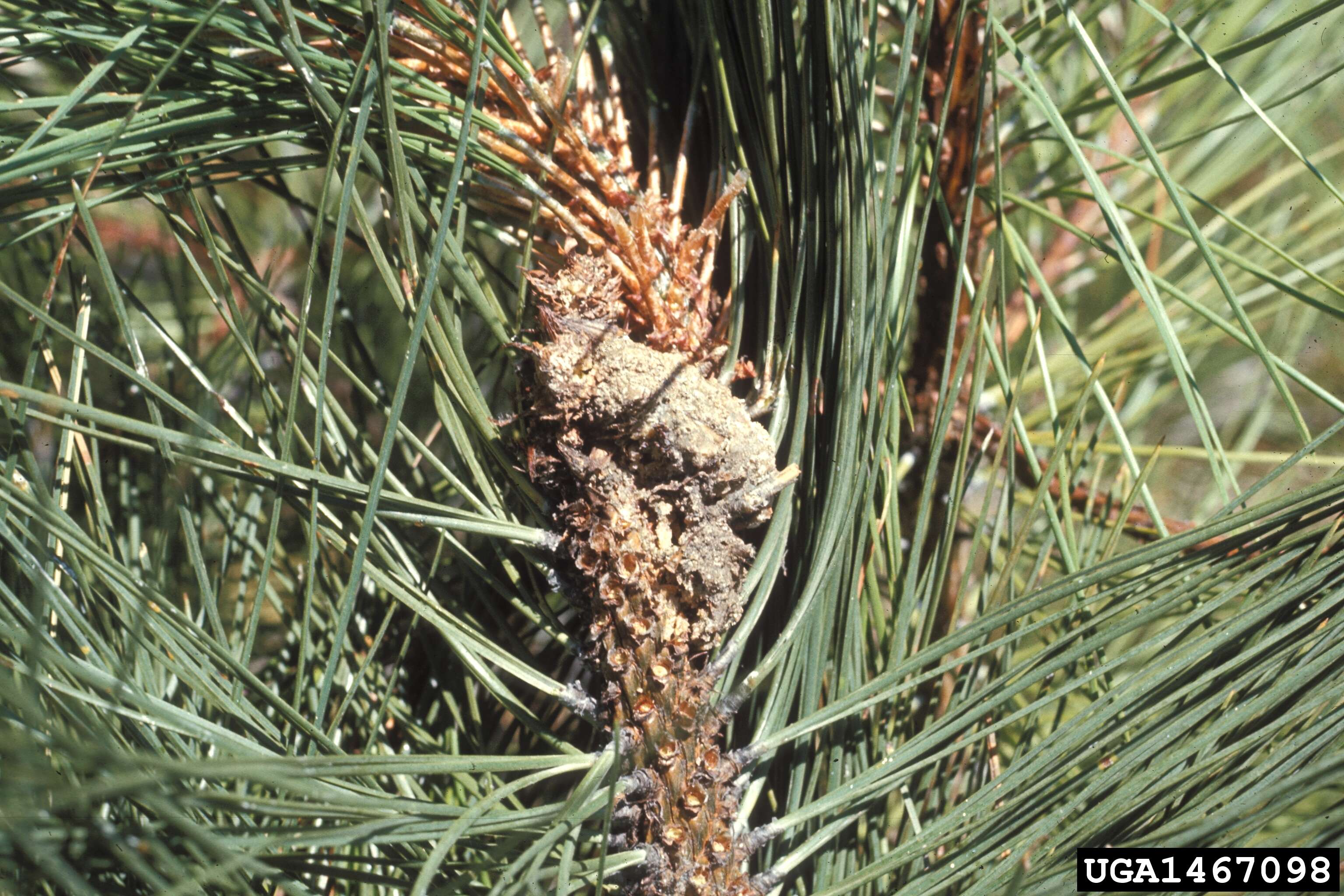 Image of Ponderosa Pine Coneworm Moth