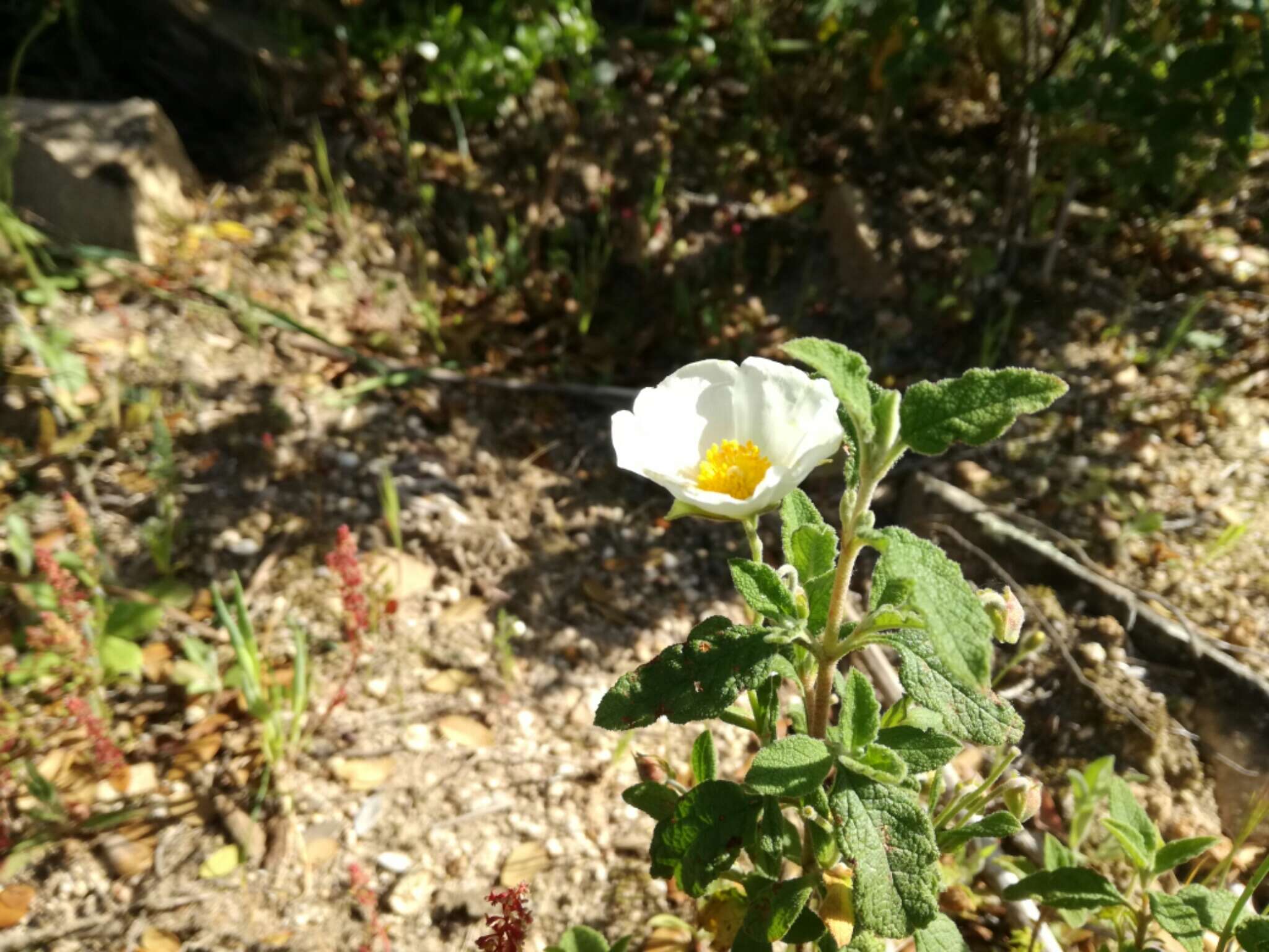 Image of salvia cistus