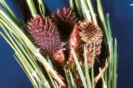 Image of Ponderosa Pine Coneworm Moth