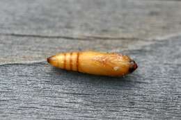 Image of Ponderosa twig moth