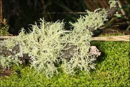 Image of Usnea inermis Motyka