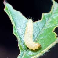 Image de Argyrotaenia velutinana Walker 1863